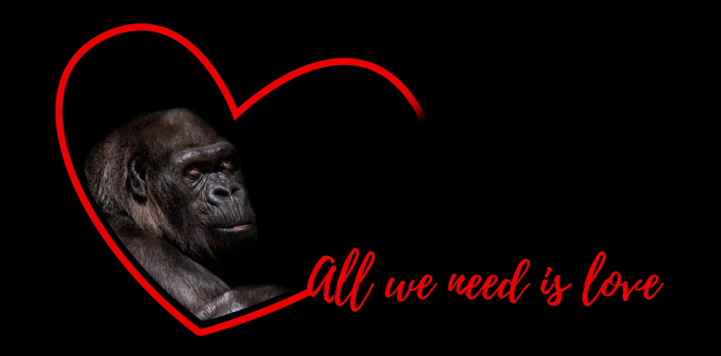 Gorilla Valentinstag