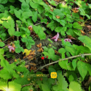 Walderdbeeren